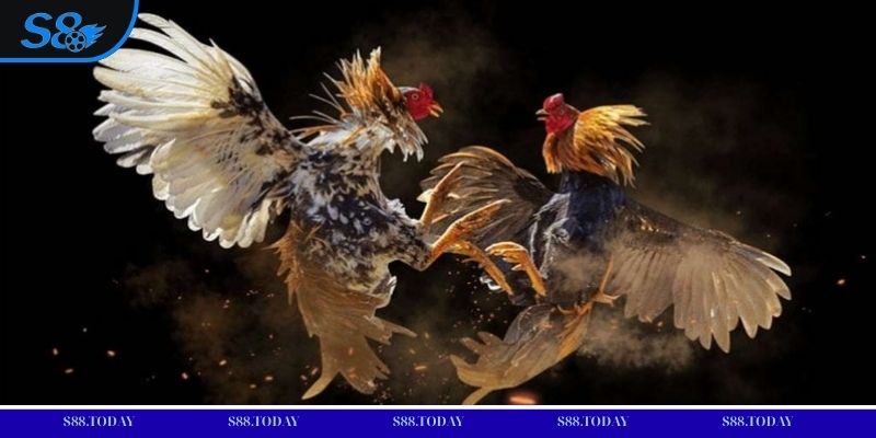 Các loại hình thi đấu đa dạng và hấp dẫn tại đá gà S8