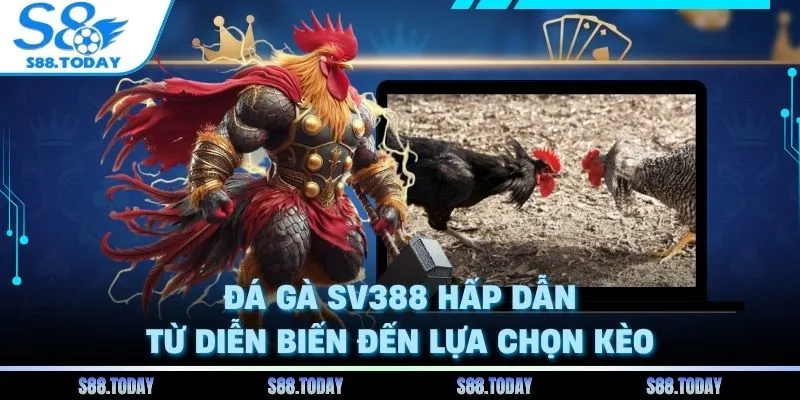 Đá Gà SV388 Hấp Dẫn Từ Diễn Biến Đến Lựa Chọn Kèo