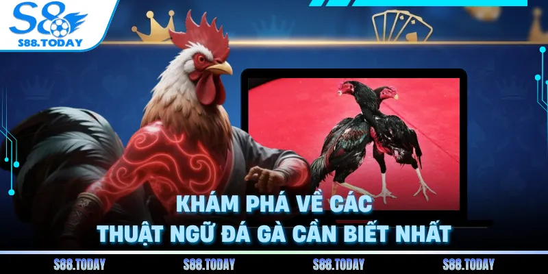 Khám phá về các thuật ngữ đá gà cần biết nhất